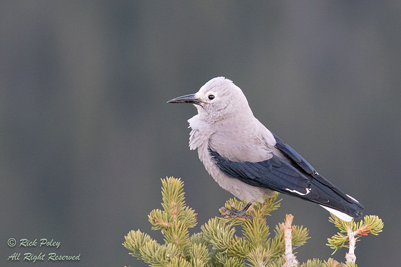 Clark's Nutcracker (Nucifraga columbiana), CO