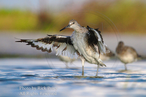 Willet (Catoptrophorus semipalmatus) Bathing & Preening