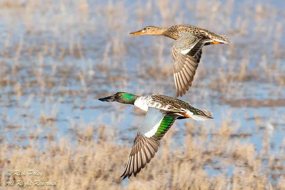 Drake & Hen Northern Shovelers (Anas clypeata) With Breeding Plu