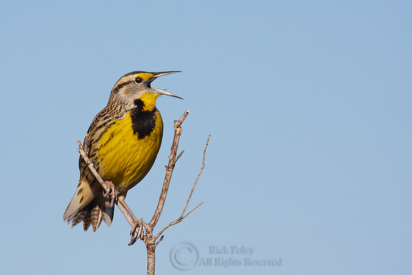 Eastern Meadowlark (Sturnella magna) Calling