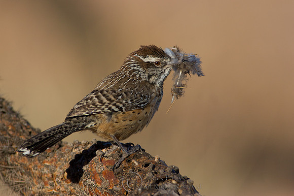 Cactus Wren (Campylorhynchus brunneicapillus) With Nest Materials