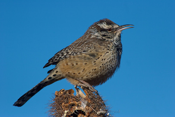 Cactus Wren (Campylorhynchus brunneicapillus)