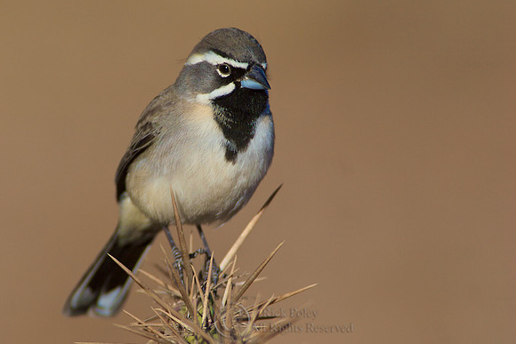 Black-throated Sparrow (Amphispiza bilineata)