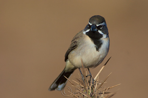 Black-throated Sparrow (Amphispiza bilineata)