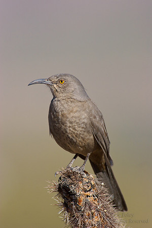 Curve-billed Thrasher (Toxostoma curvirostre)