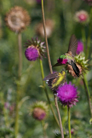 Male Calliope Hummingbird (Stellula calliope) Displaying Rosy Gorget