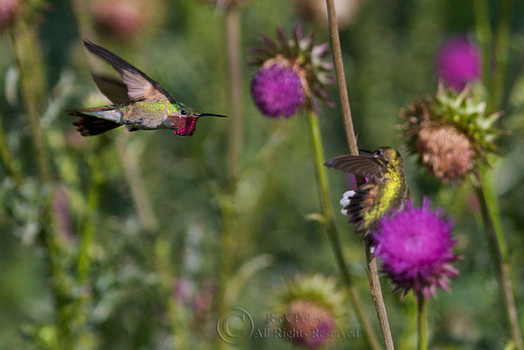 Male Calliope Hummingbird (Stellula calliope) Displaying Rosy Gorget