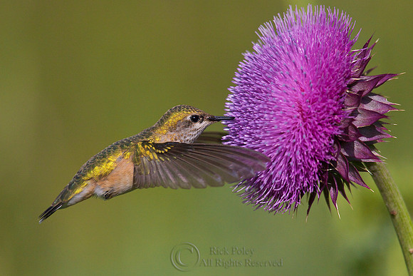 Female Calliope Hummingbird (Stellula calliope)