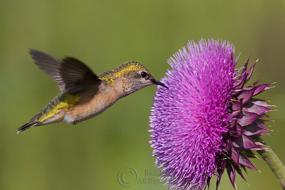 Female Calliope Hummingbird (Stellula calliope)