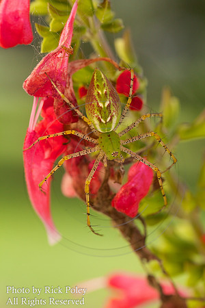 Green Lynx Spider