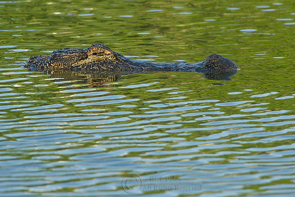 American Alligator (Alligator mississippiensis)
