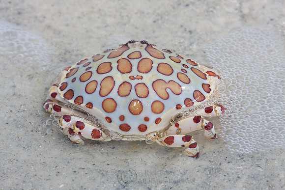 Calico Crab (Hepatus epheliticus)