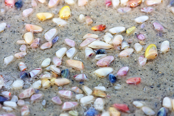 Coquina Clams
