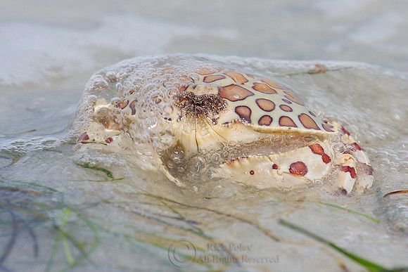 Calico Crab Hepatus epheliticus) & Incoming Tide