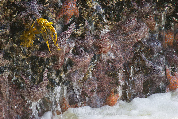 Pacific Intertidal Zone