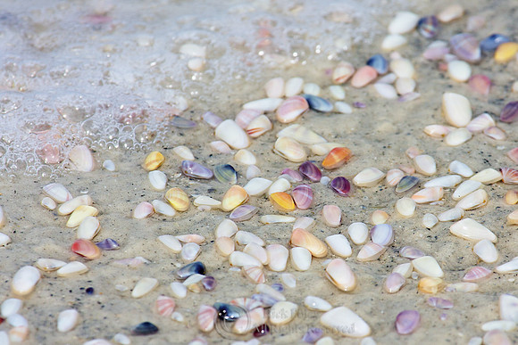 Coquina Clams