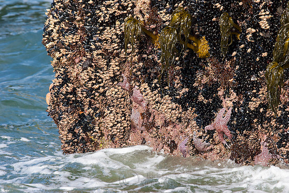 Pacific Intertidal Zone