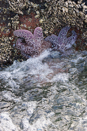 Pacific Intertidal Zone