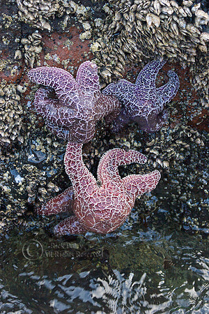 Pacific Intertidal Zone