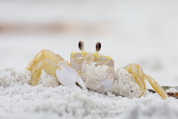 Ghost Crab (Ocypode quadrata)