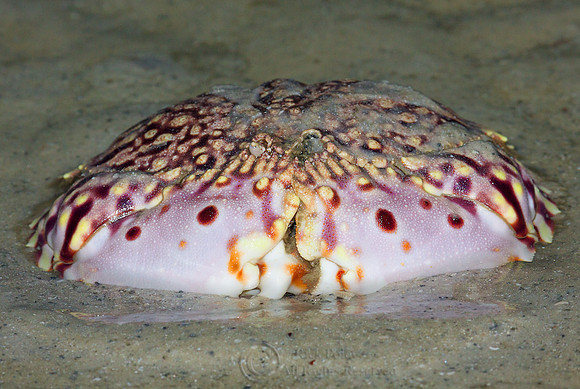 Flame-streaked Box Crab (Calappa flammae)