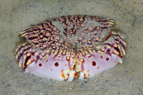 Flame-streaked Box Crab (Calappa flammae)