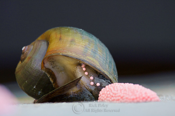 Channeled Apple Snail Laying Eggs