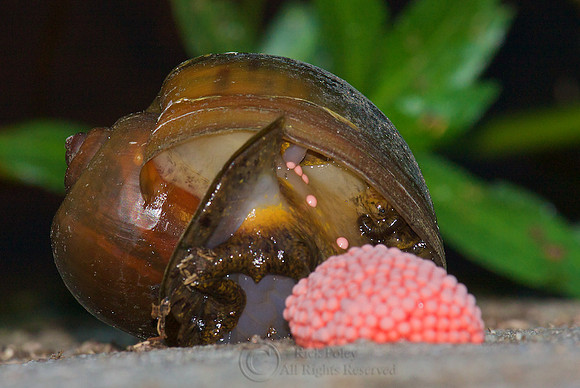 Channeled Apple Snail Laying Eggs