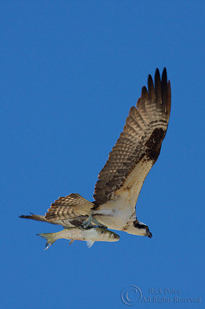 Flying Osprey (Pandion haliaetus) with Striped Mullet