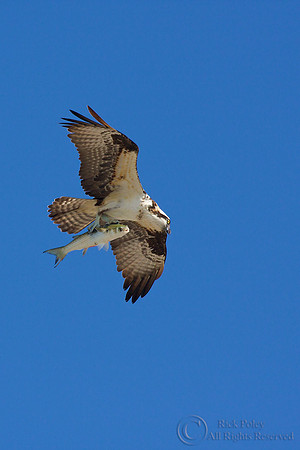 Flying Osprey (Pandion haliaetus) with Striped Mullet
