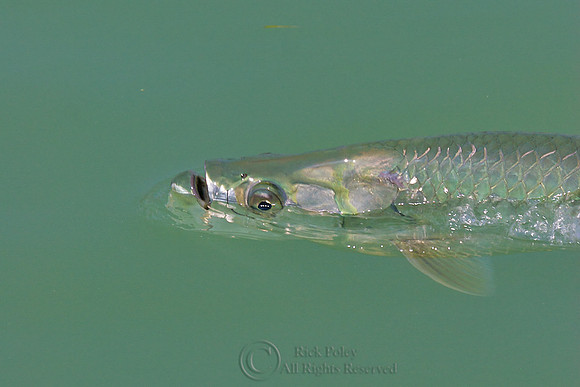 Atlantic Tarpon (Megalops atlanticus)
