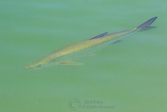 Atlantic Tarpon (Megalops atlanticus)