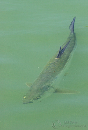 Atlantic Tarpon (Megalops atlanticus)