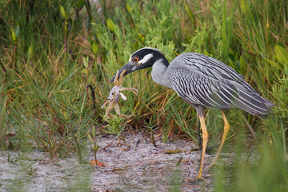 Yellow-crowned Night Heron (Nyctanassa violacea) With a Large Ghost Crab (Ocypode quadrata);