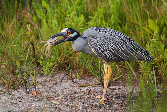 Yellow-crowned Night Heron (Nyctanassa violacea) With a Large Ghost Crab (Ocypode quadrata);