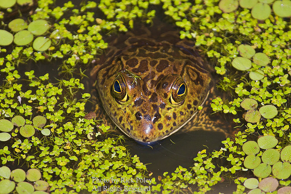 River Frog (Rana hecksheri)