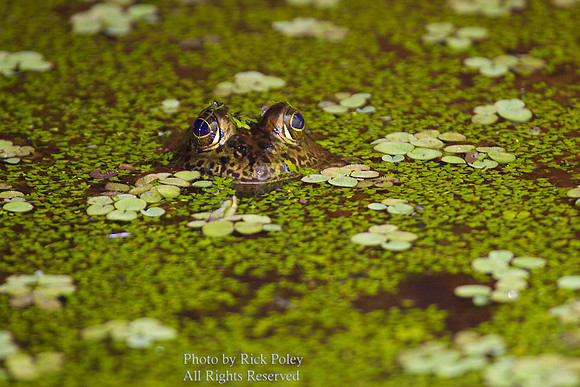 River Frog (Rana hecksheri)