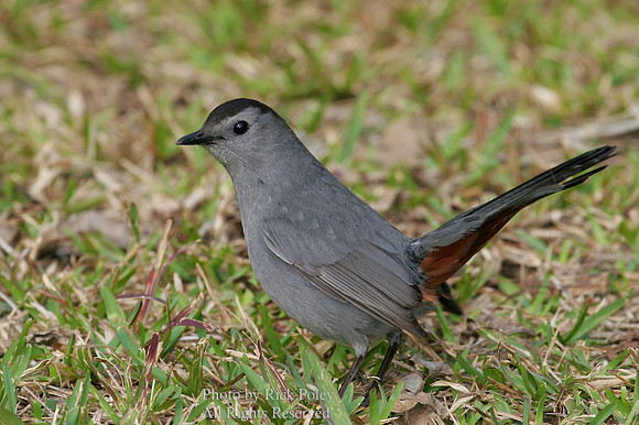 Gray Catbird