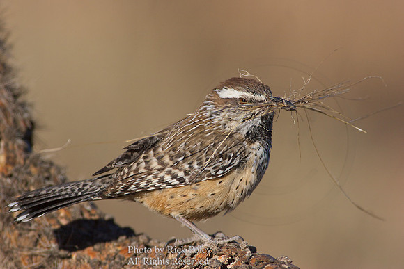 Cactus Wren