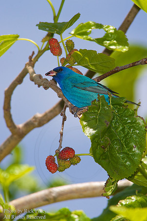 Male Indigo Bunting