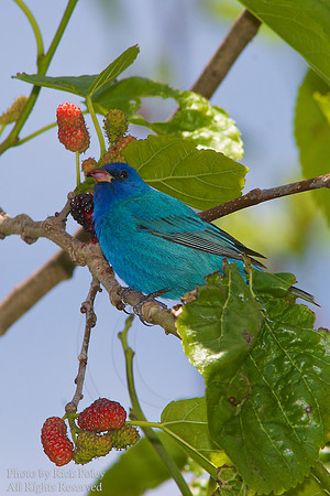 Male Indigo Bunting