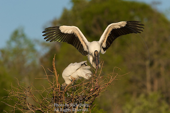 Nesting Wood Storks (Mycteria amaericana)