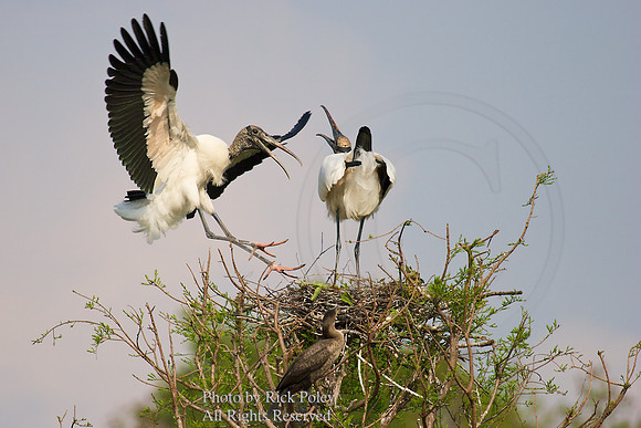 Nesting Wood Storks (Mycteria amaericana)