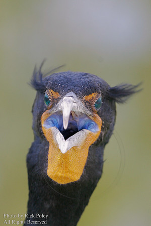 Double-crested Cormorant