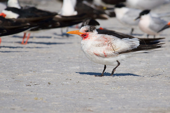 Injured Royal Tern