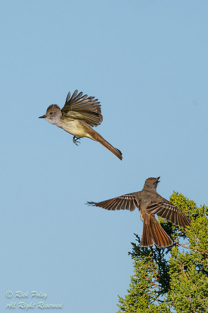 Ash-throated Flycatchers (Myiarchus cinerascens) Interacting, NM