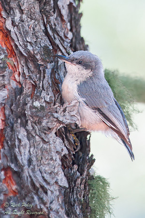 Pygmy Nuthatch (Sitta pygmaca), NM