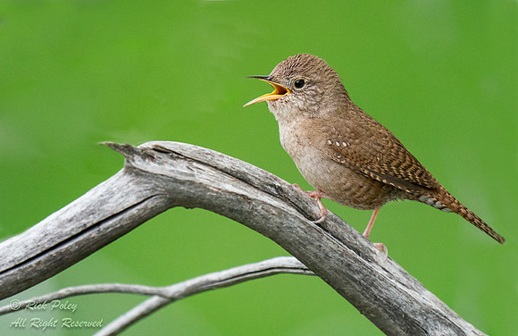 Calling House Wren (Troglodytes aedon), Ridgway SP, CO