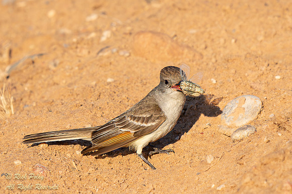 Ash-throated Flycatcher (Myiarchus cinerascens) Catches a Cicada