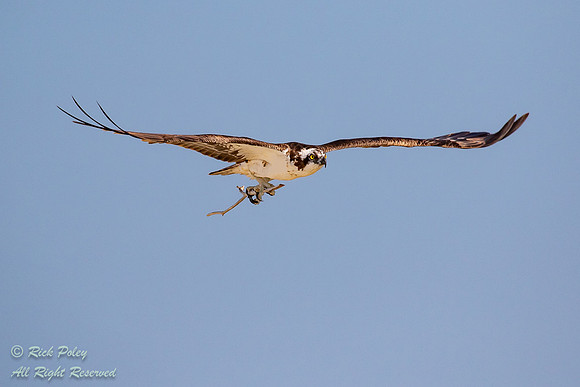 Osprey (Pandion haliaetus) Fling With Nesting Materials, FL